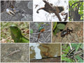 A few of the animals we saw in Tayrona national park. 1. Blue land crab 2. Cotton headed tamarin 3. White fronted capuchin monkey 4. Green iguana 5. Rufus-tailed Jacamar 6. Rhinocerous beetle 7. Leaf toed gecko 8. Cray fish 9. yellow-striped poisen frog
