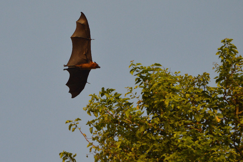 Greater Short Nosed Fruit Bat