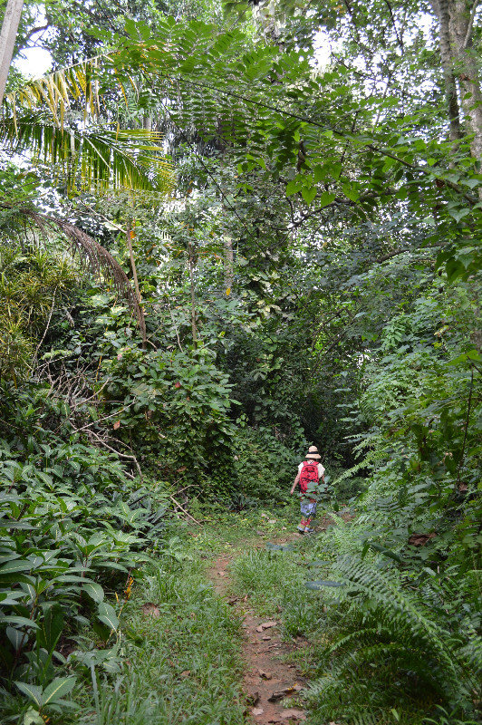 Jungle walk