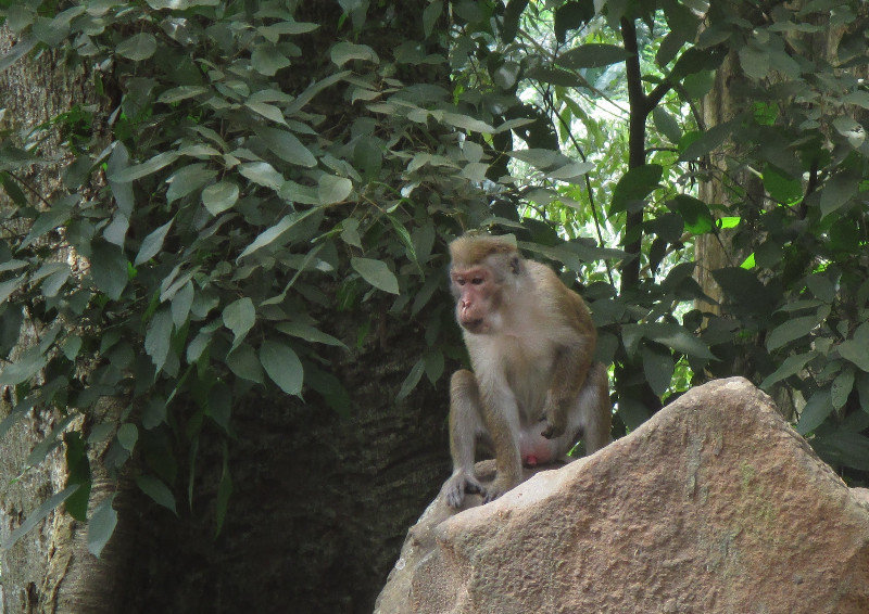 Male Macaque