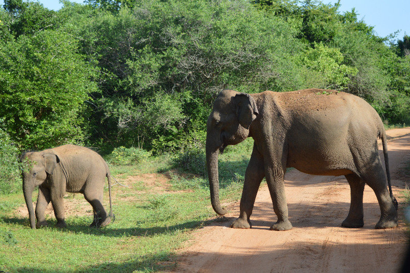 Elephant Baby & Mom