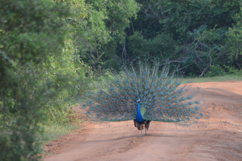 Random Peacock