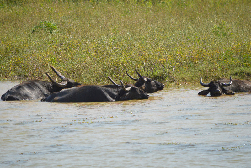 Water Buffaloes