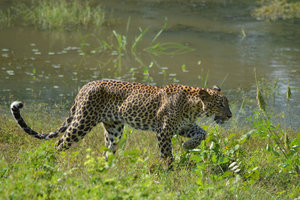 Leopard Prowl