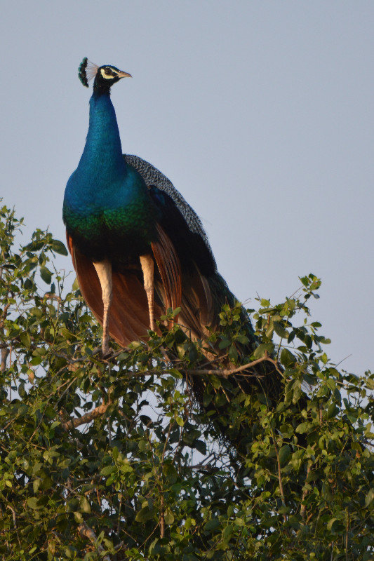 Morning Peacock