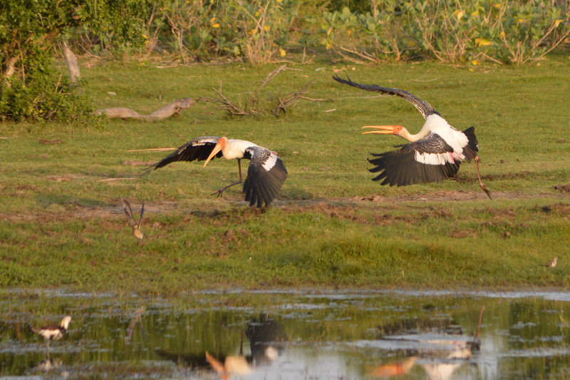 Painted Storks
