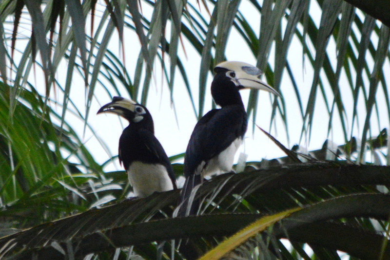 Oriental Pied Hornbills