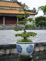 Bonsai outside of the Throne Palace