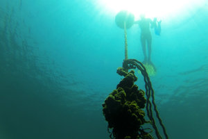 Using a mooring line as a dive line