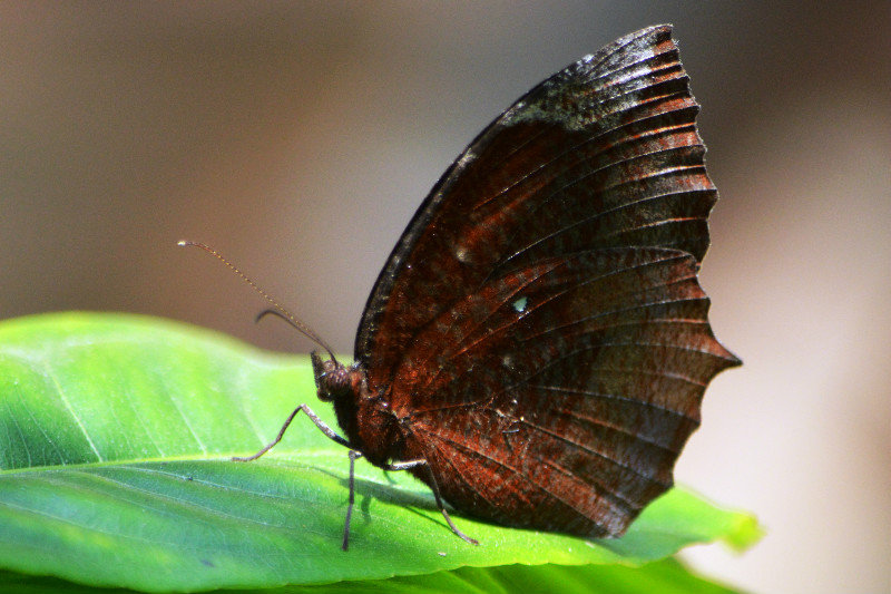 Moldy Leaf Butterfly
