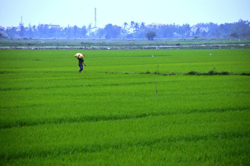Green Paddies (young rice in February)