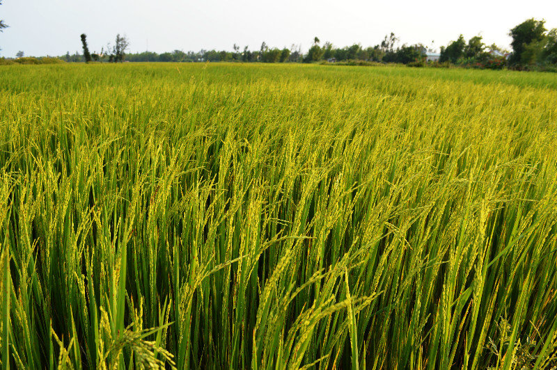 Mature Rice in May