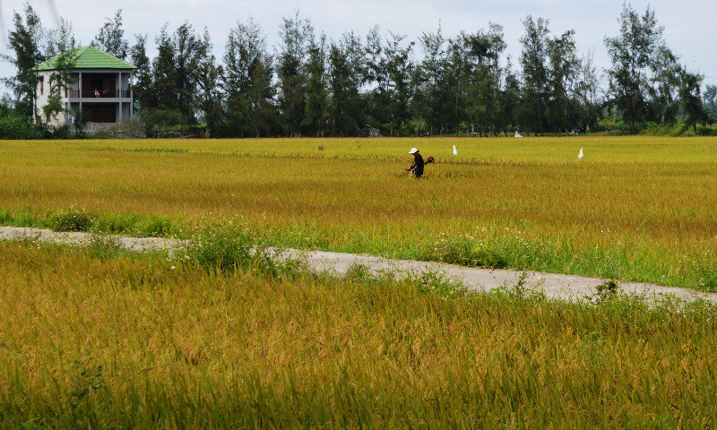 Harvesting Rice by hand