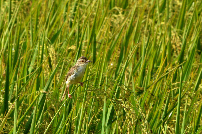 Warbler in the rice