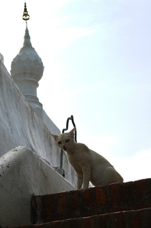 Cat at Wat Cham Si Temple