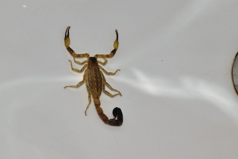 Sink scorpion