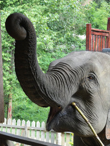 She keeps going for bananas even though she has a mouthful of sugarcane