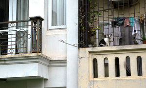 Cat and laundry on Balcony