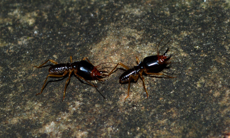 Termite soldiers in Phnom Kulen forest