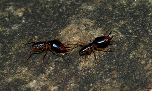 Termite soldiers in Phnom Kulen forest