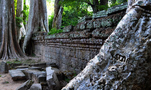 Trees devouring a wall at Ta Prohm