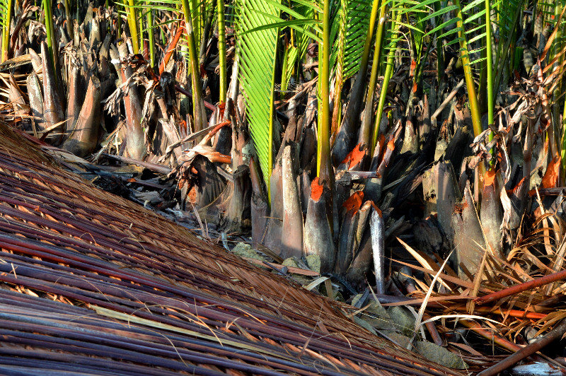 Palm Leaf Harvest