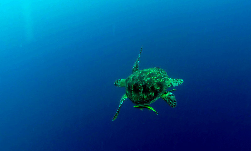Another hawksbill