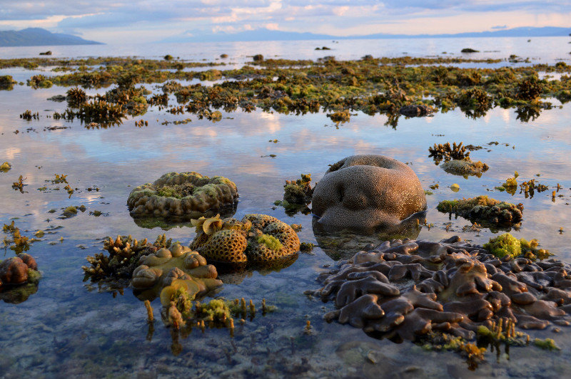 Hard and soft corals at low tide