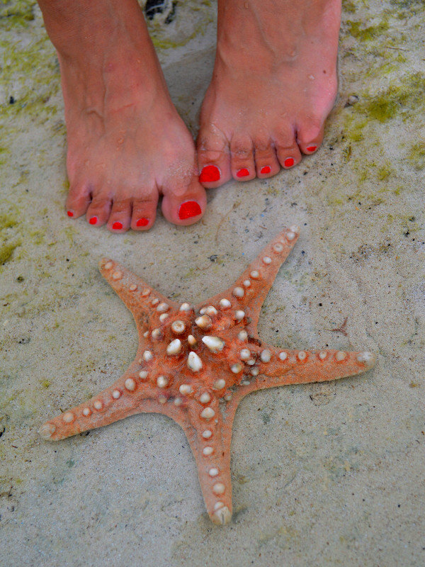 Stranded sea star
