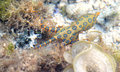 The notorious blue-ringed octopus