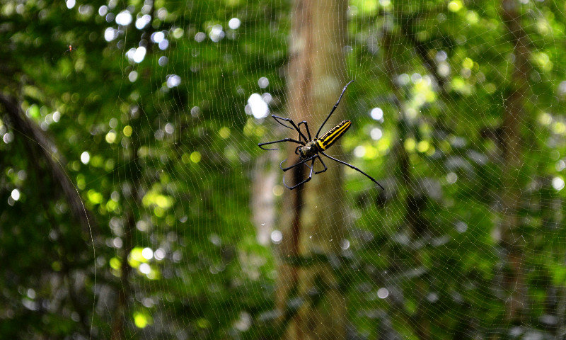 HUGE spider along Kawasen River