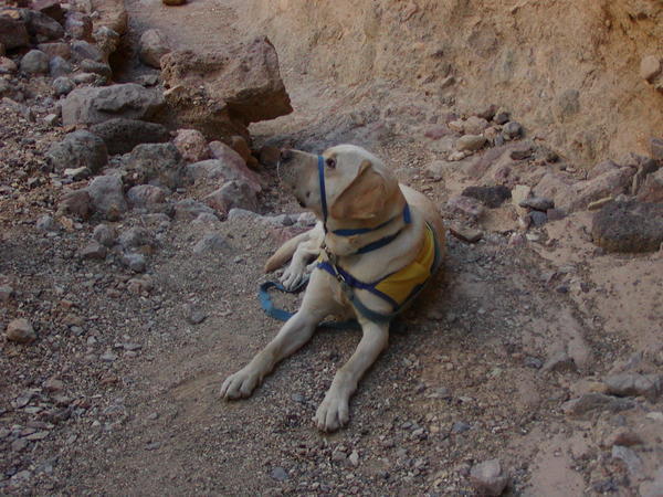 Golden Canyon Service Dog