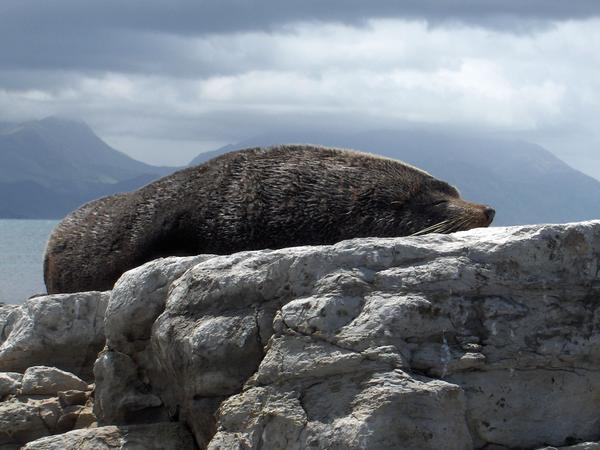 Sleepy Seal