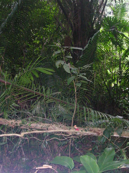 Mahogany Rainforest