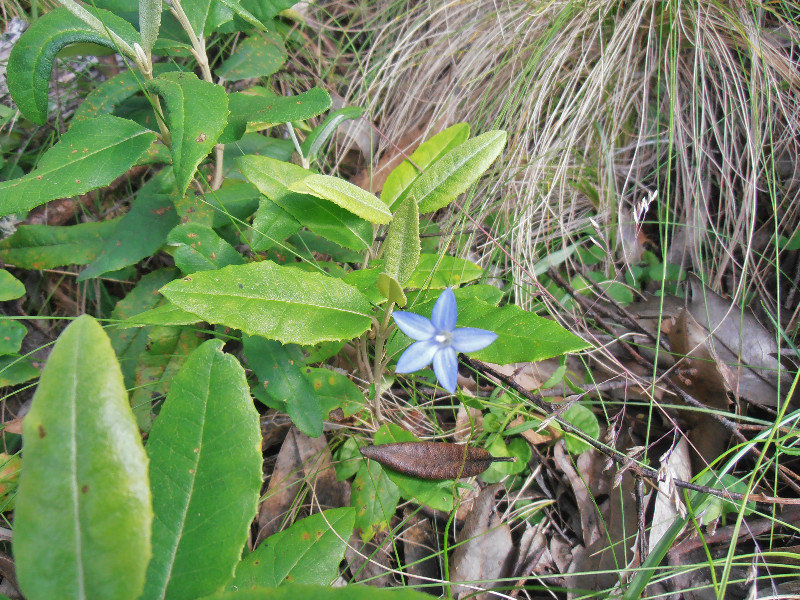 The Point Lookout flower