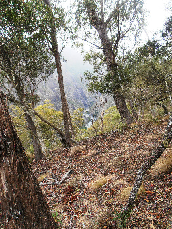 Wollomombi Gorge