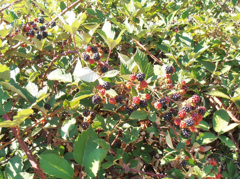 Fresh wild Blackberries yum
