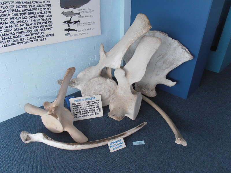 Massive whale bones
