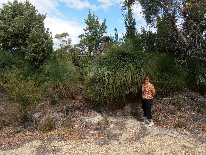 Lyn with the Grass Trees