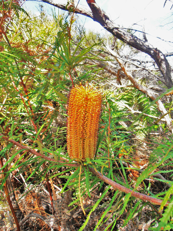Golden Banksia