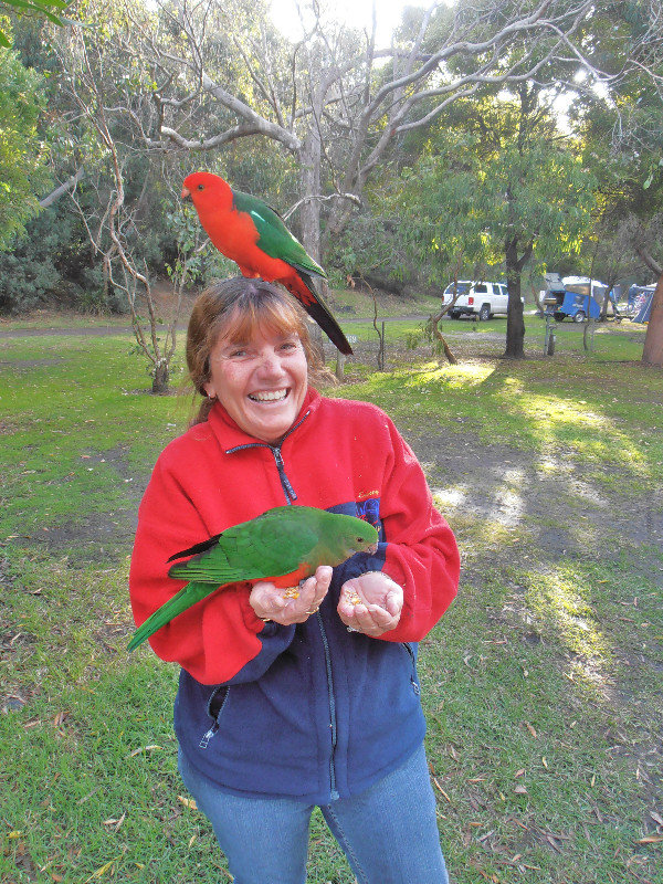 Parrots getting friendly with Lyn
