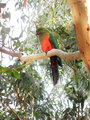King Parrot (I think)