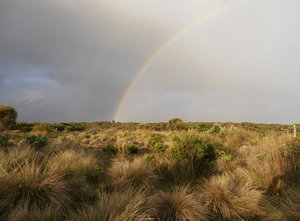 Plains Rainbow