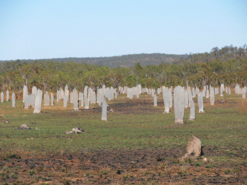 The termite headstone cemetery