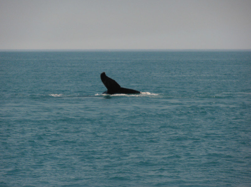 Whale watching - Broome