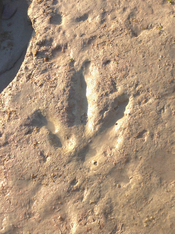 Dinosaur footprints - Broome
