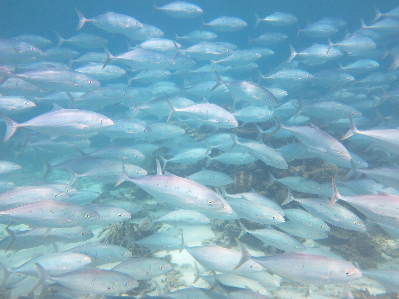 Swimming with a massive school of Golden Trevally