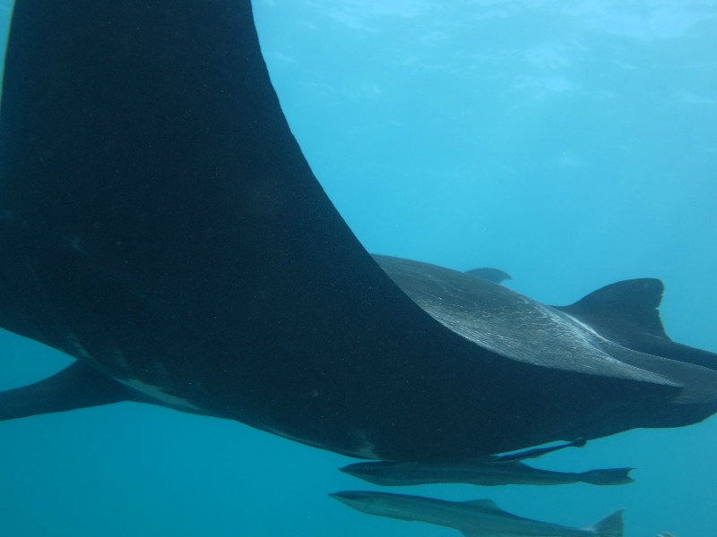 Up close and personal with a Manta Ray