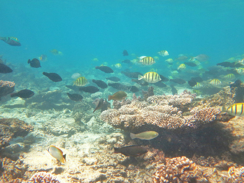 Snorkelling with fish on Ningaloo reef