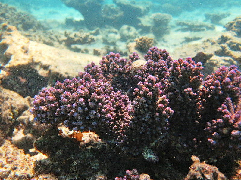 The beautiful coral